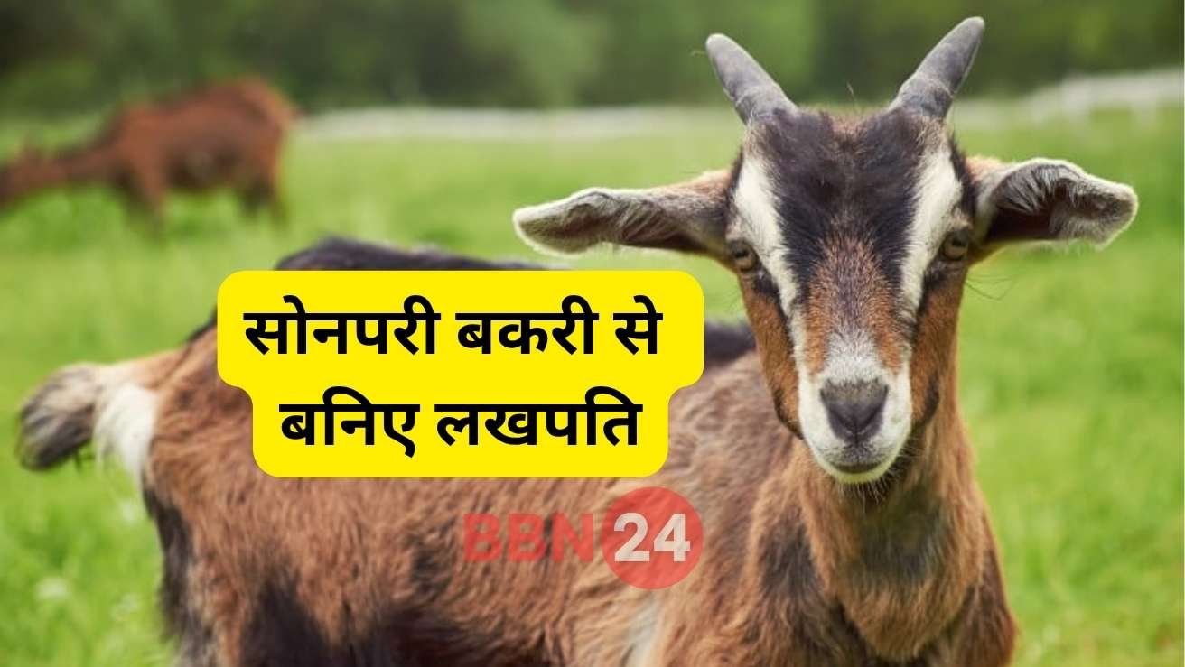 Goat Farming Sonpari Bakri Se Lakhpati Kaise Bane