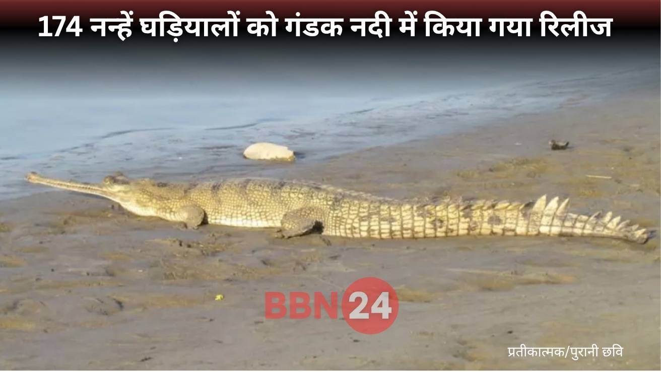 174 Baby Gharial Released Gandak River World Crocodile Day 2025