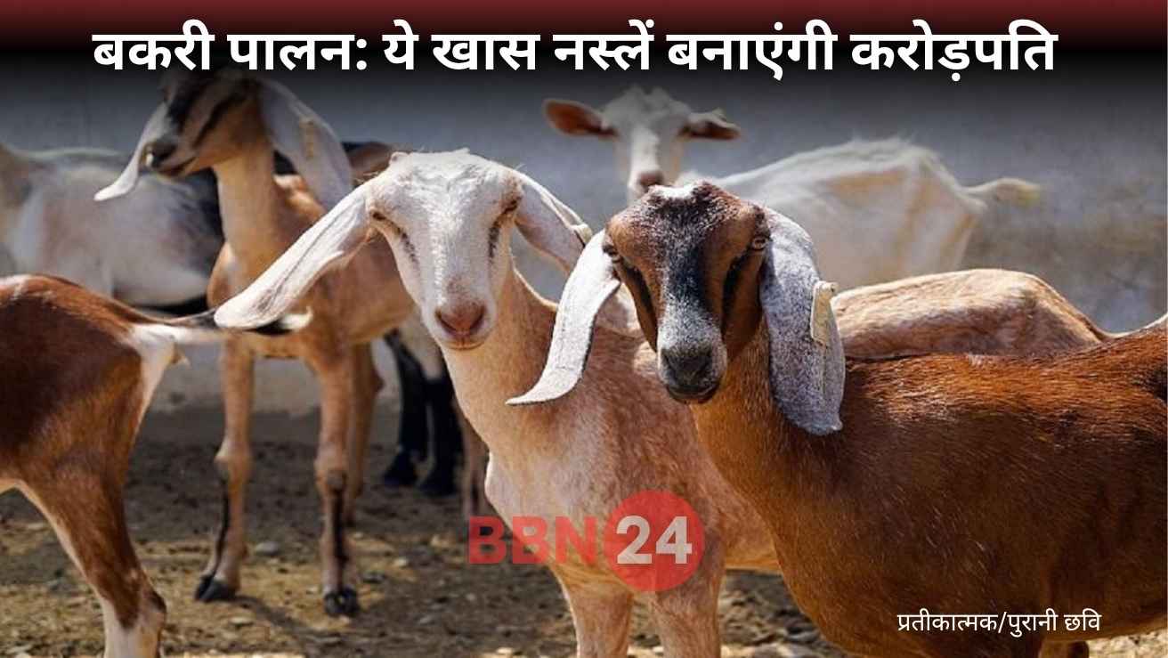 Goat Farming Black Bengal Jamnapari Profit Tips
