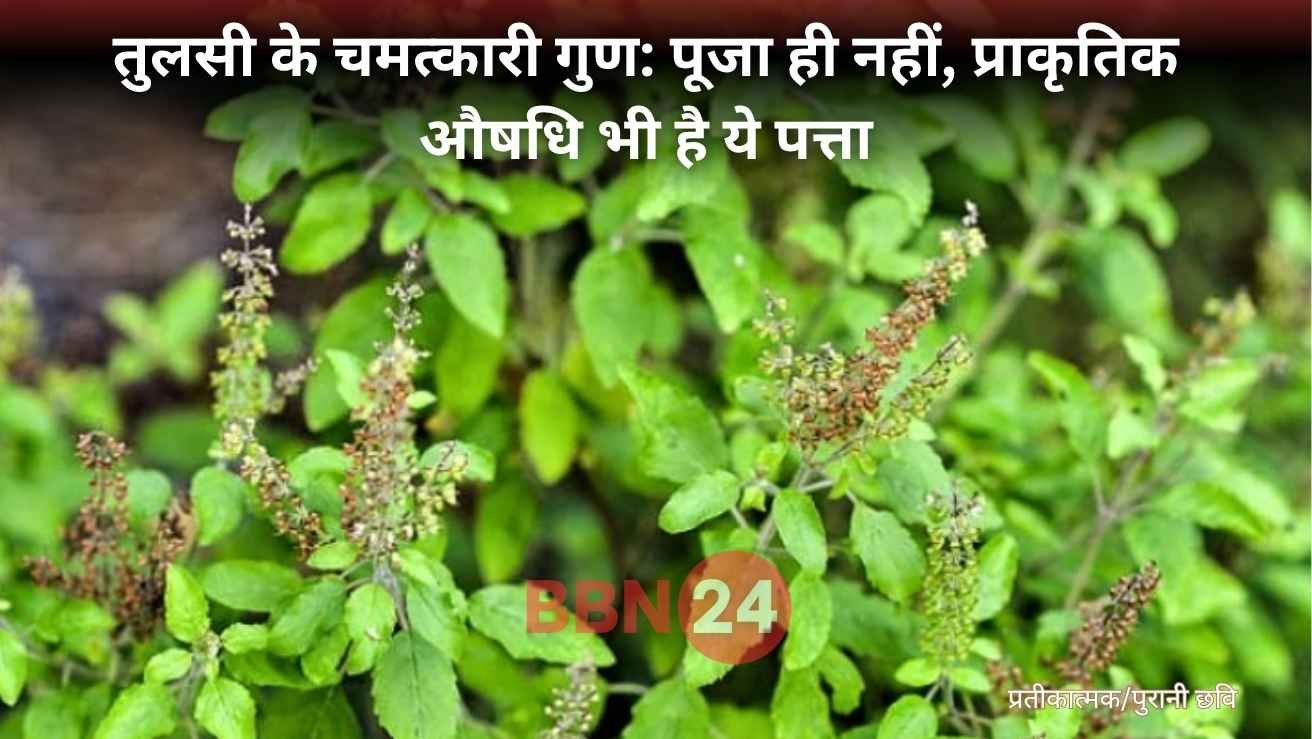 Kidney Stone Treatment With Tulsi Tea