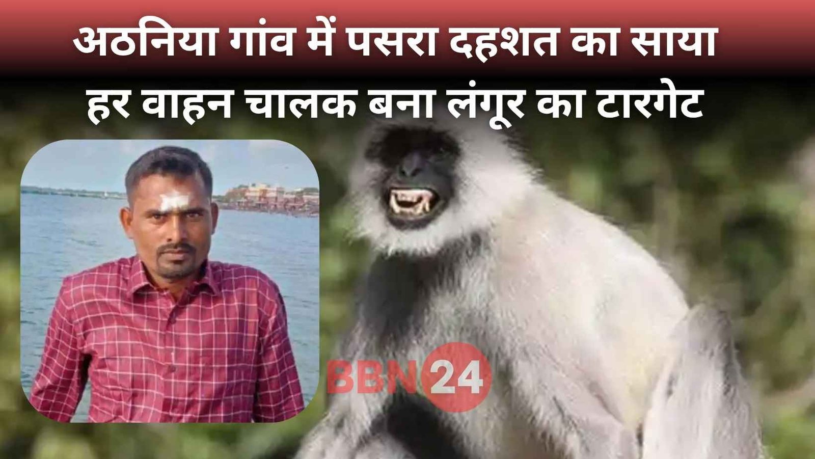 Langur Kills Driver In Revenge Bhagalpur Attack