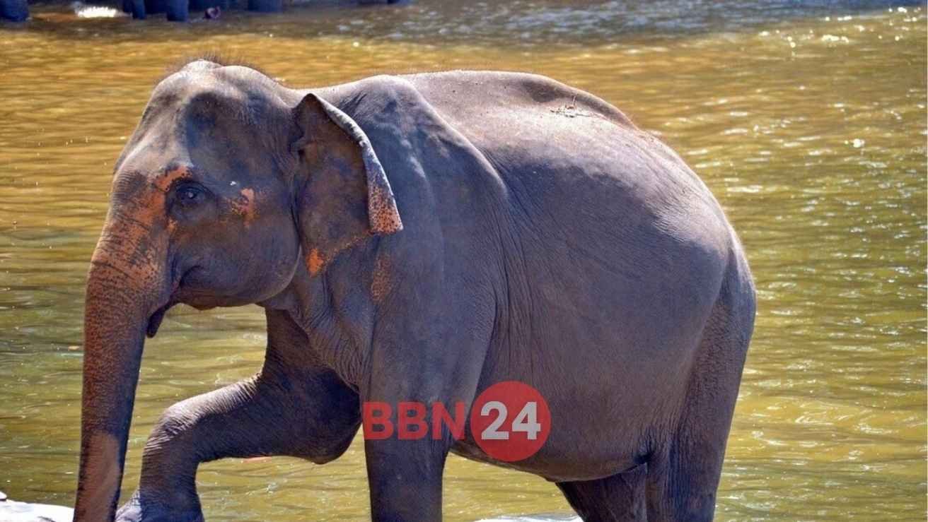 Patna Zoo Elephant Mala Death News