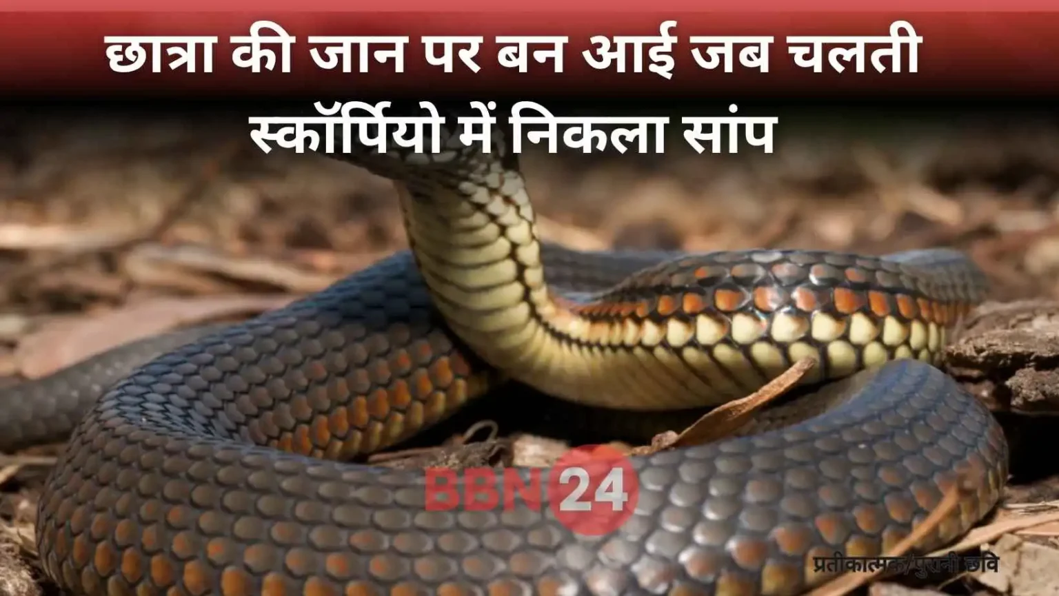 Snake Found Inside Car Jamui Ba Student Escapes