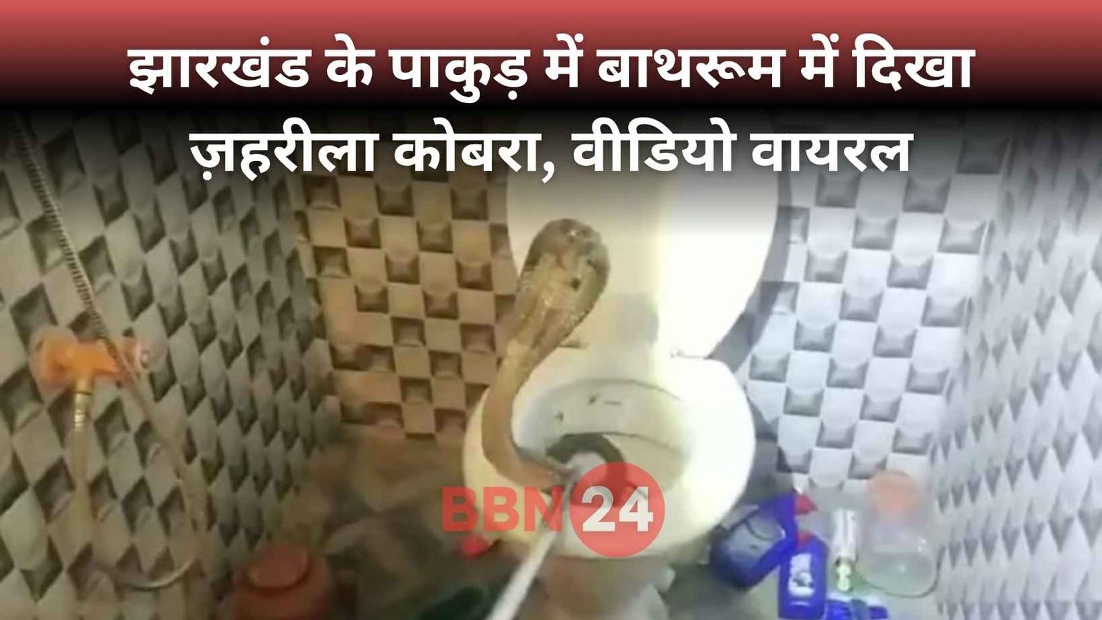 Cobra Comes Out From Toilet In Jharkhand Video Goes Viral