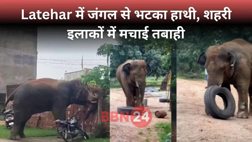 Elephant Rampage Latehar Jharkhand Video Viral