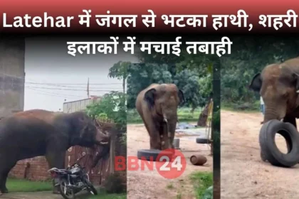 Elephant Rampage Latehar Jharkhand Video Viral