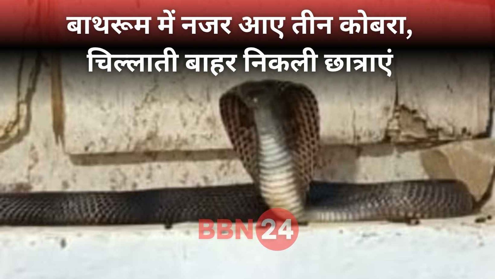 Tmbu Girls Hostel Snake Cobra Bathroom Horror