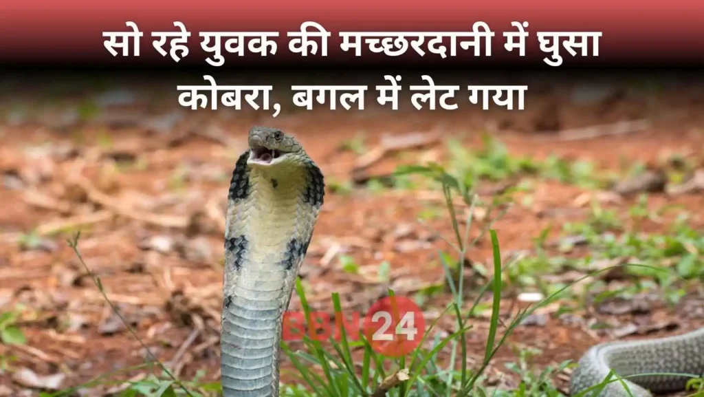 Cobra Enters Mosquito Net Man Sleeping Odisha