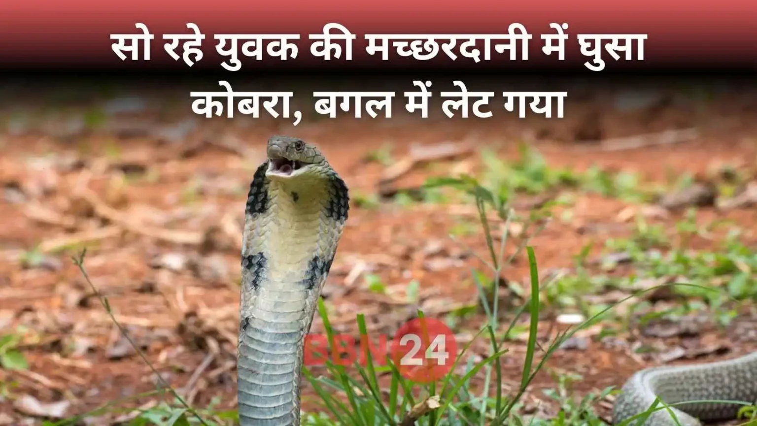 Cobra Enters Mosquito Net Man Sleeping Odisha