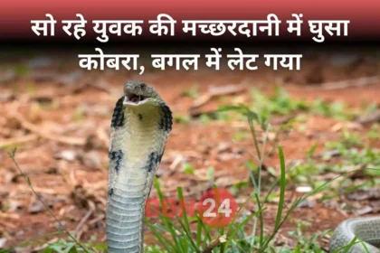 Cobra Enters Mosquito Net Man Sleeping Odisha