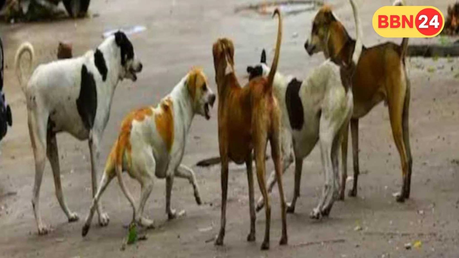 Stray Dogs Patna Dangerous Areas
