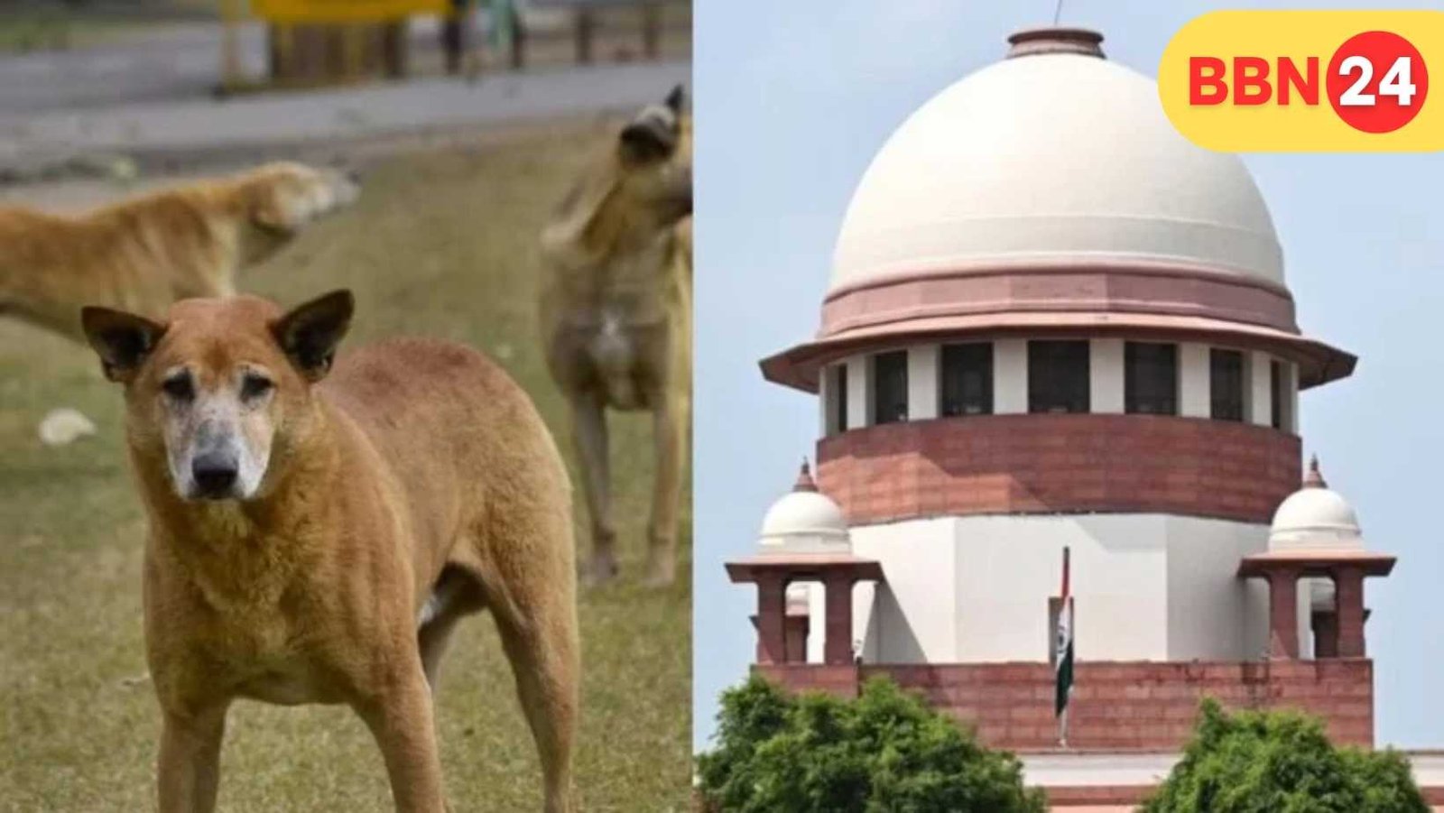 Supreme Court Stray Dogs Rules 2025
