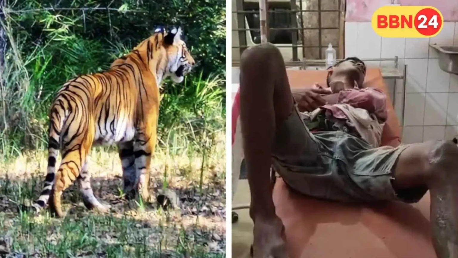 Tiger Attack In Bagaha Farmer Critical Villagers Protest