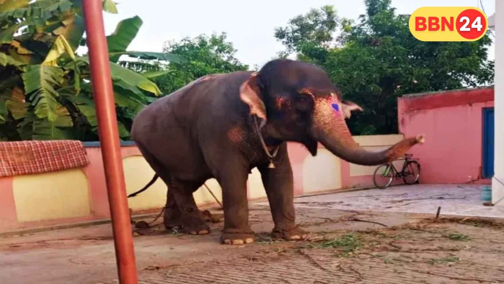 Missing Elephant Palamu Recovered Chhapra