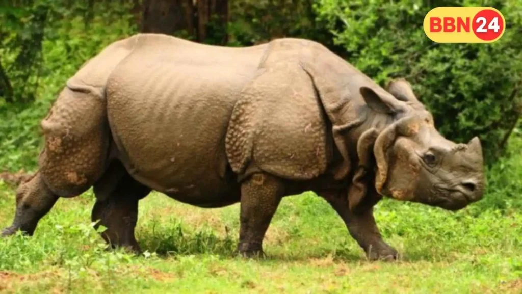 Patna Zoo Rhino Population World Ranking