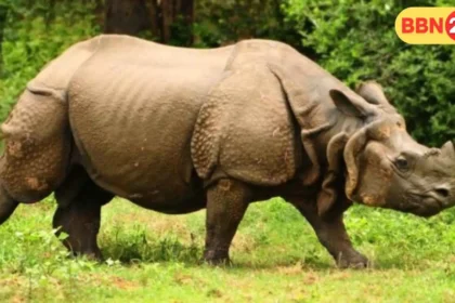 Patna Zoo Rhino Population World Ranking