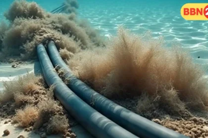 Red Sea Internet Cables Damaged Global Connectivity Affected