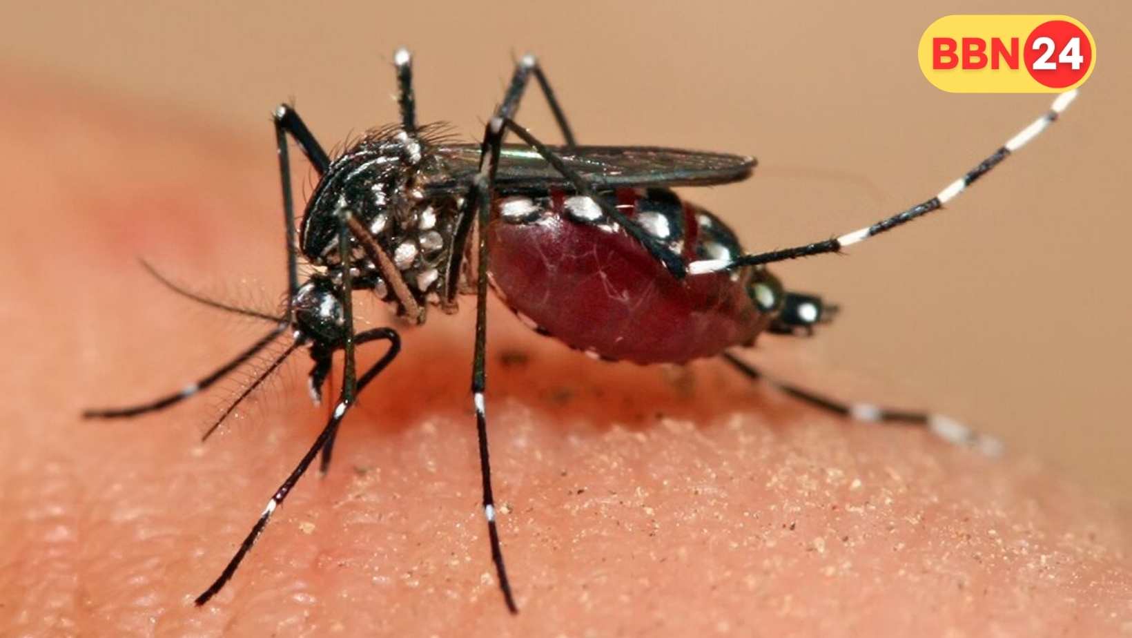 Dengue Cases Rise In Patna 20 New Patients Found In One Day