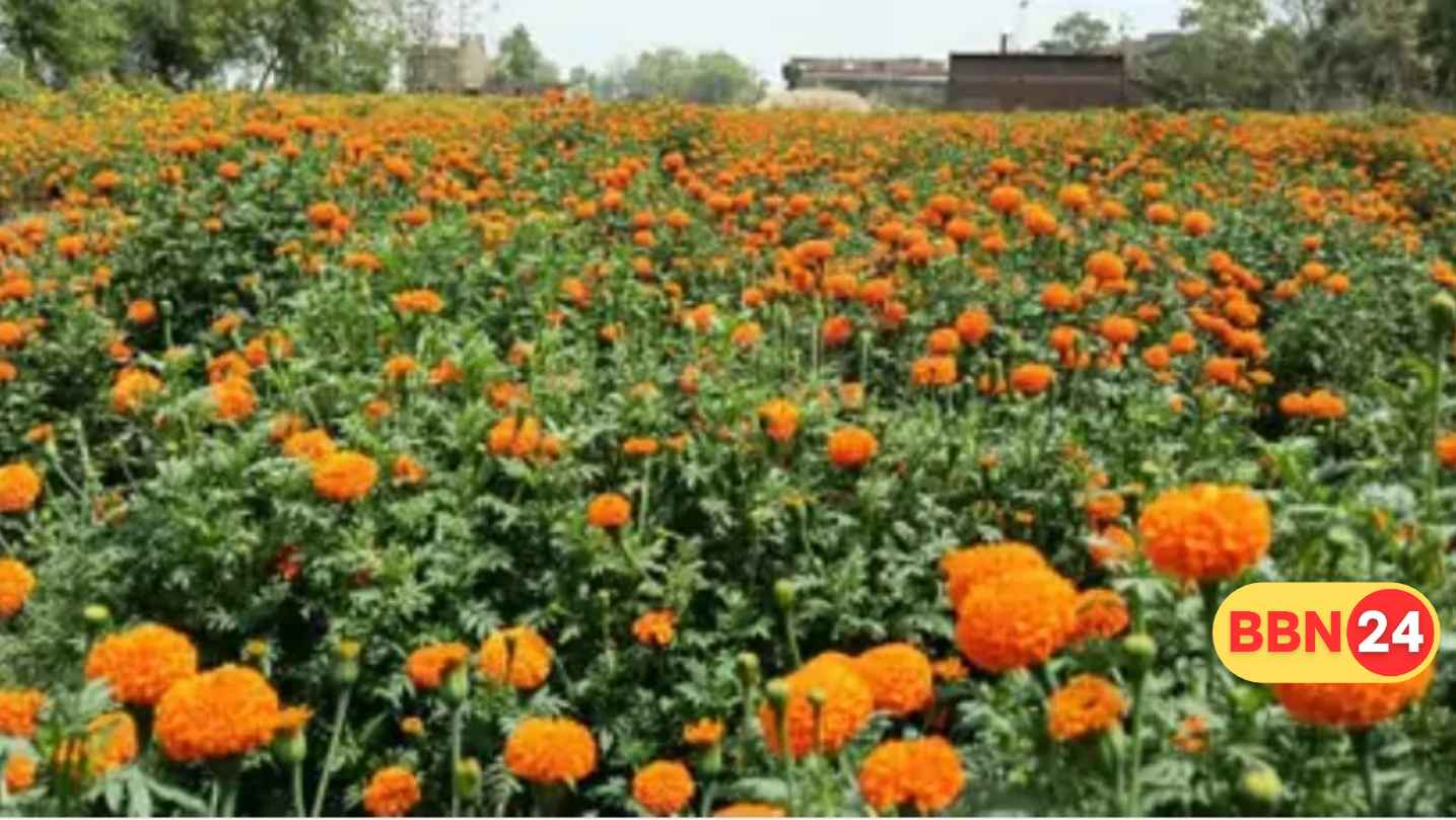 Bihar Marigold Farming Subsidy 40000 Per Hectare Apply Deadline
